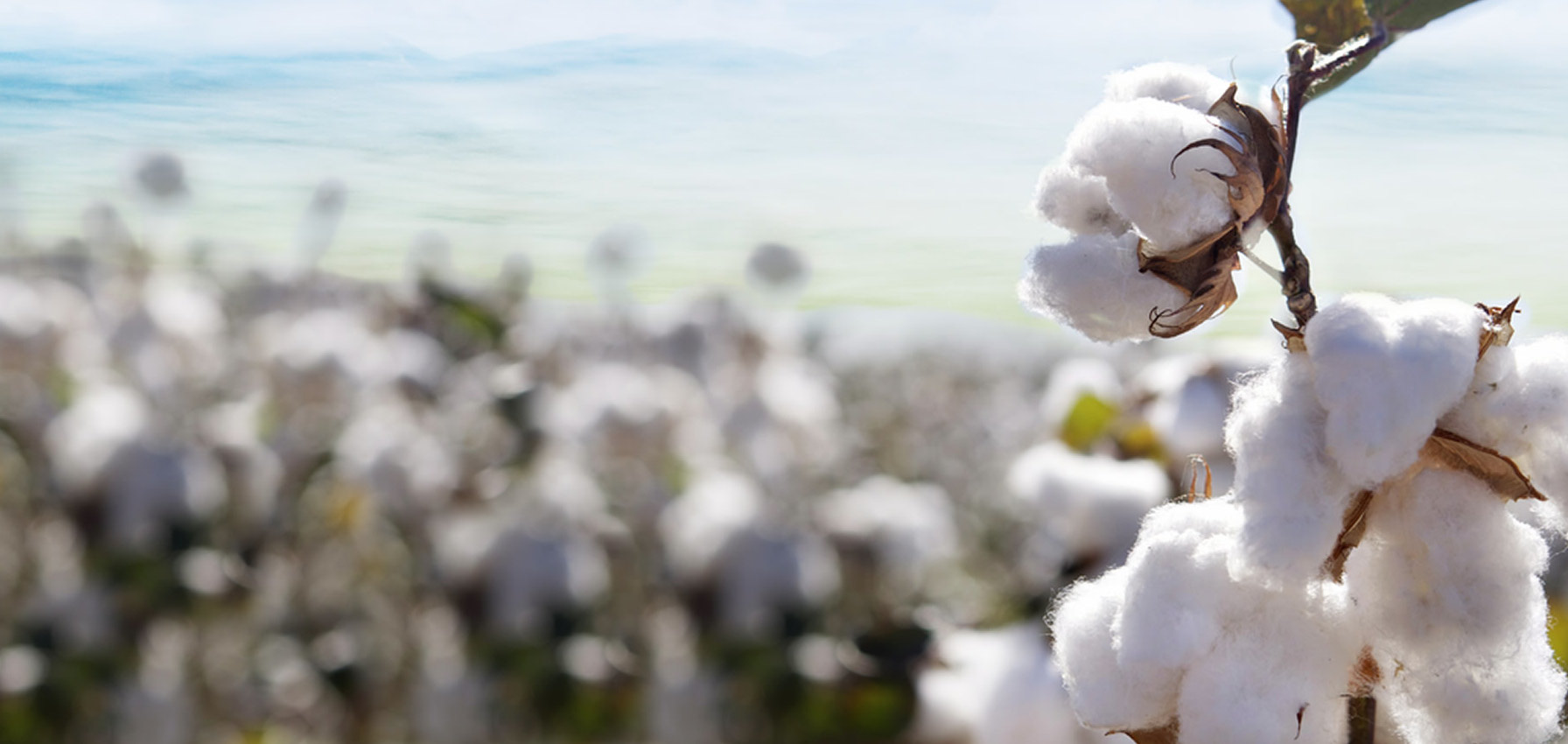 Cotton Field