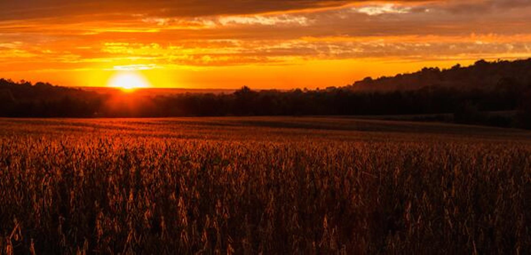 Soybean Field